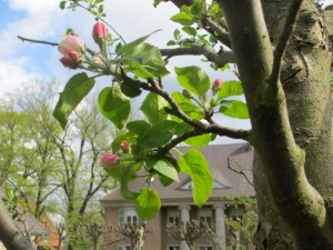 Apfelbaum im Nutzgarten der Liebermann-Villa