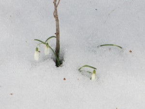 Schneeglöckchen: Die ersten Frühlingsboten