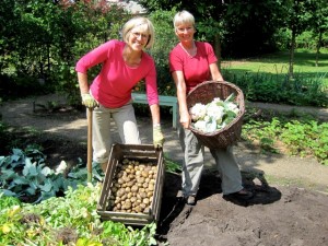 Ehrenamtliche Gärtnerinnen ernten Gemüse im Liebermann-Garten